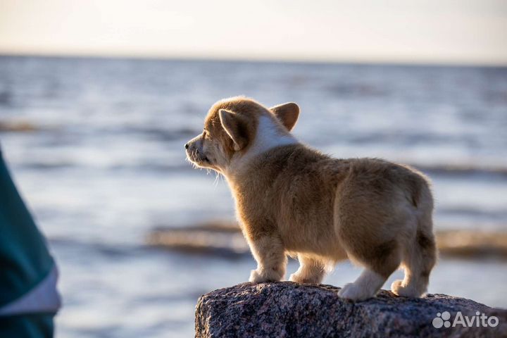 Вельш-корги пемброк