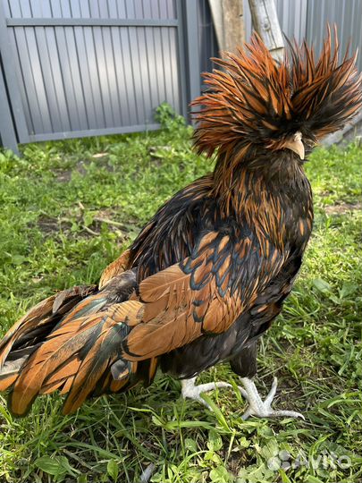 Падуан зотото/серебро/толбунт петухи