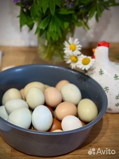 Домашние куриные яйца