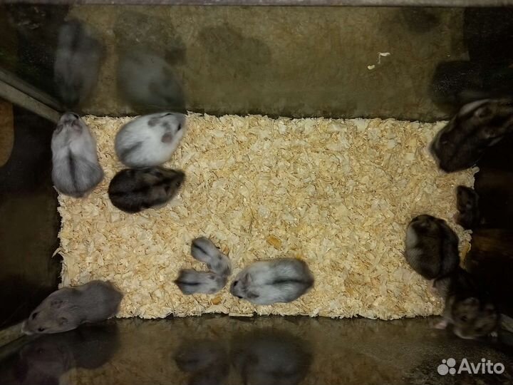 Джунгарский хомяк