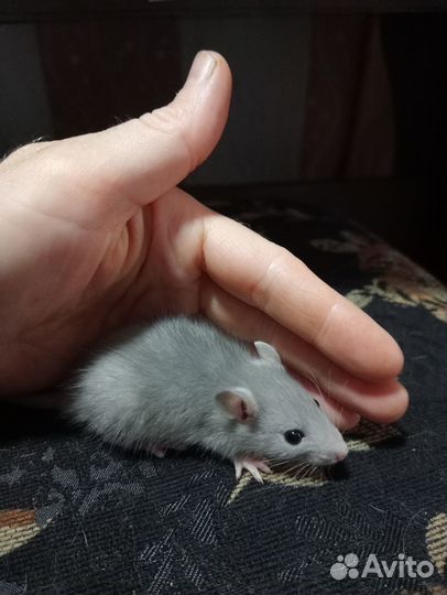 Продам декоративных крыс