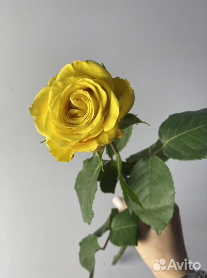 Желтая роза 51 роза 101 премиум эквадор