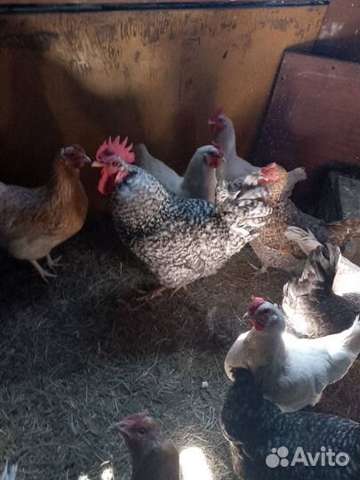 Инкубационное яйцо кур несушек