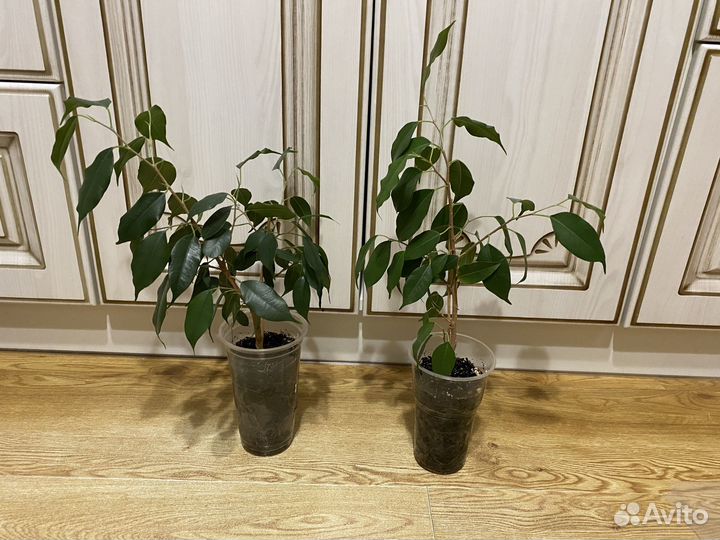 Фикус бенджамина наташа