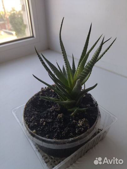 Продам цветы комнатные