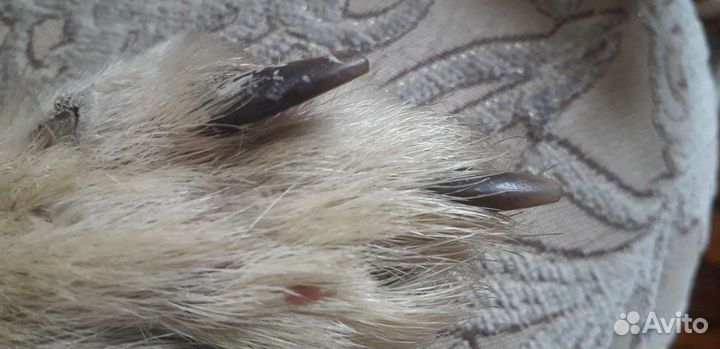 Шкура волка