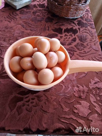 Домашние куриные яйца