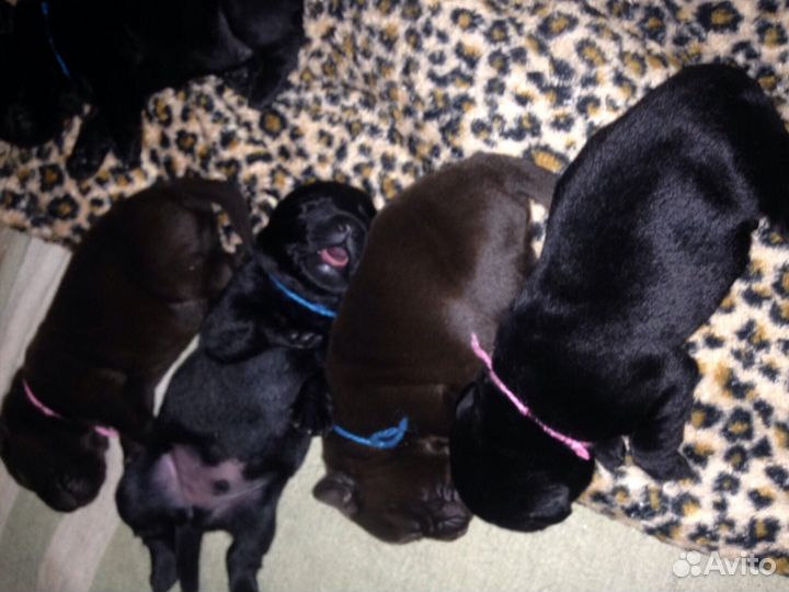 Лабрадор Ретривер