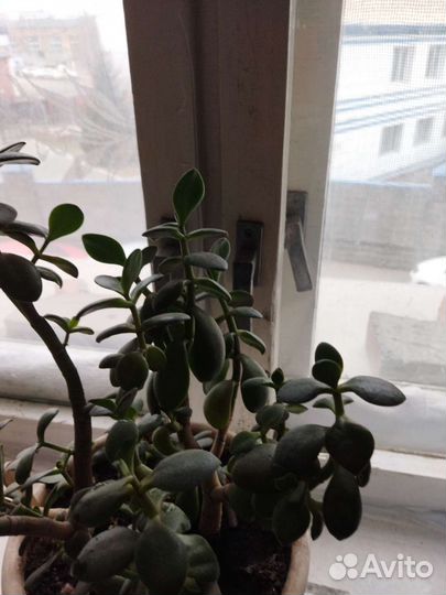 Толстянка второй горшок