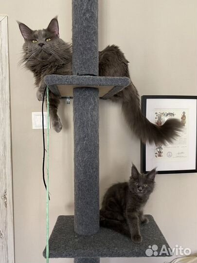 Вязка Мэйн Кун голубой солид