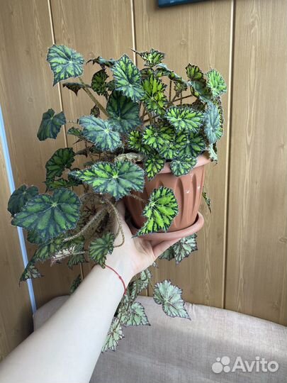 Бегония тигровая (Бауэра)