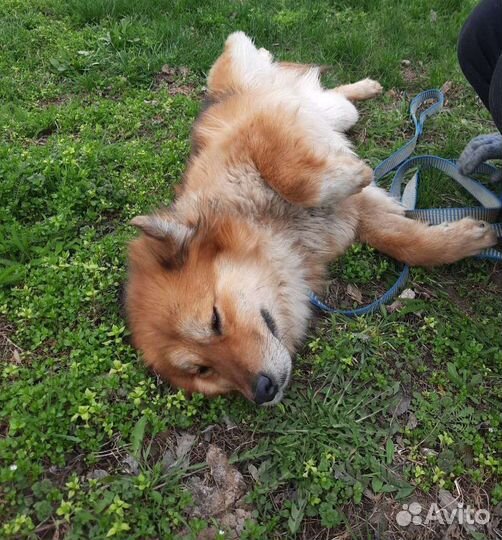 Собака улыбака в добрые руки