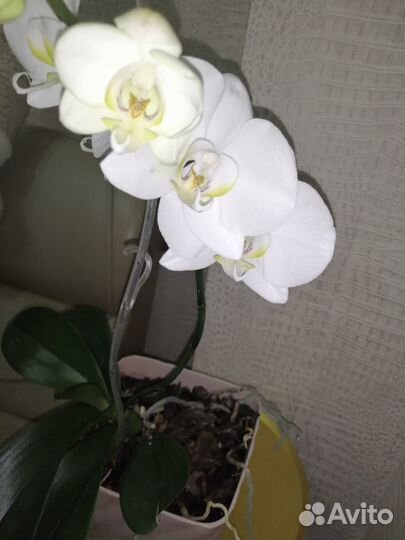 Орхидея фаленопсис