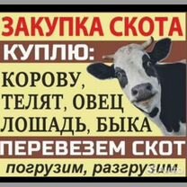 Покупка крупнорогатого скота на убой