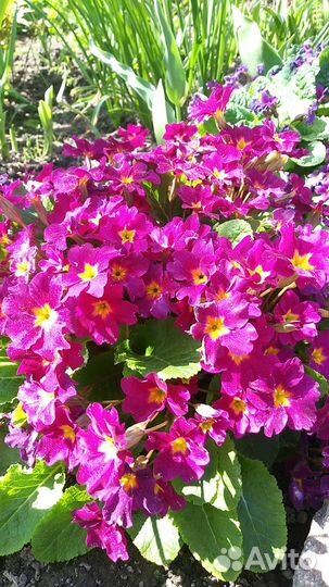 Садовый ирис,примулы,бадан