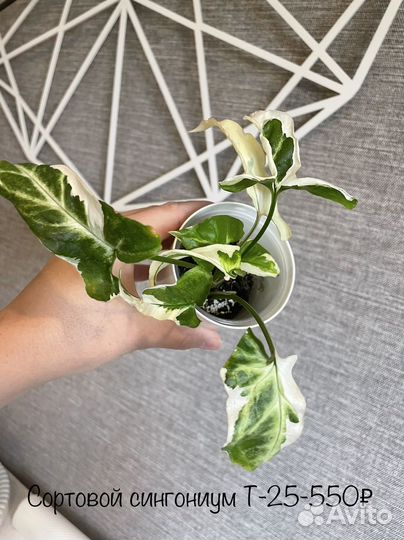 Домашние растения