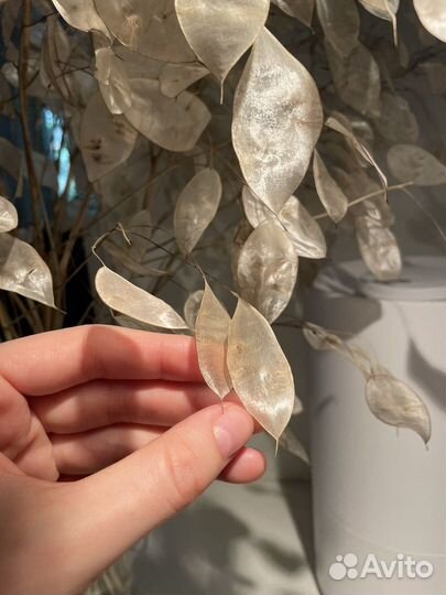 Лунария букет сухоцвет