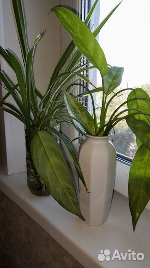 Растения комнатные