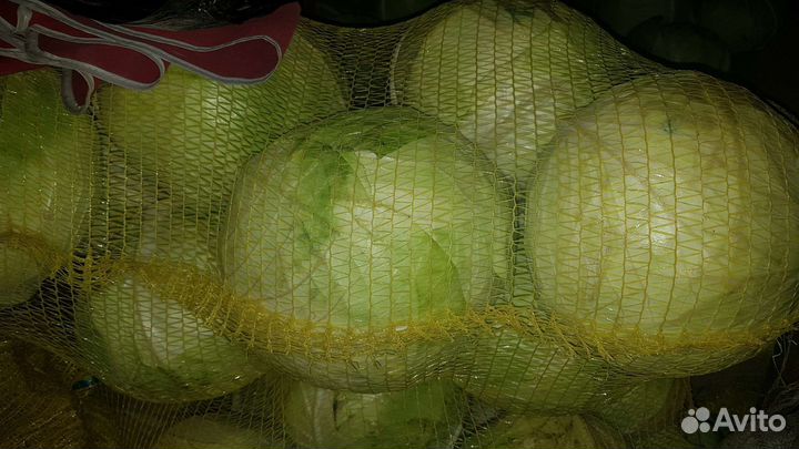 Капуста свекла