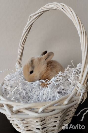 Декоративные кролики