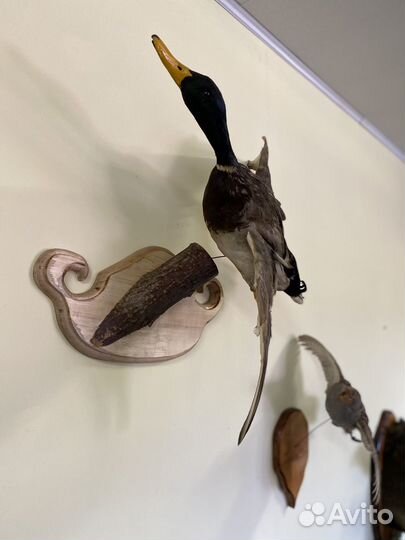 Чучела уток