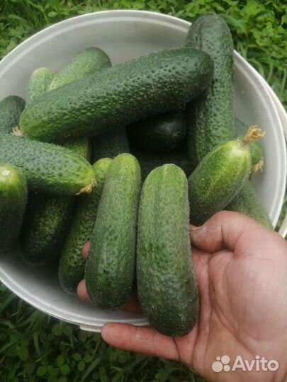Огурцы свежие, с деревни,кабачки, набор для засола