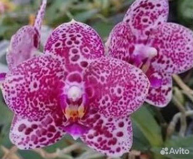 Орхидея фаленопсис MCL-161 Mituo Diamond cluster