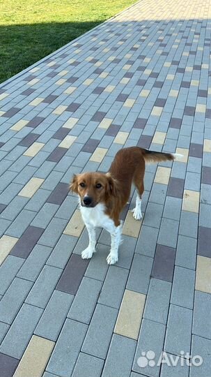 Ирландский сеттер,девочка 1 год