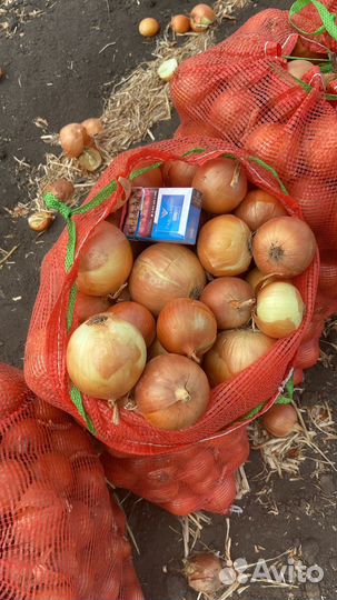 Лук оптом