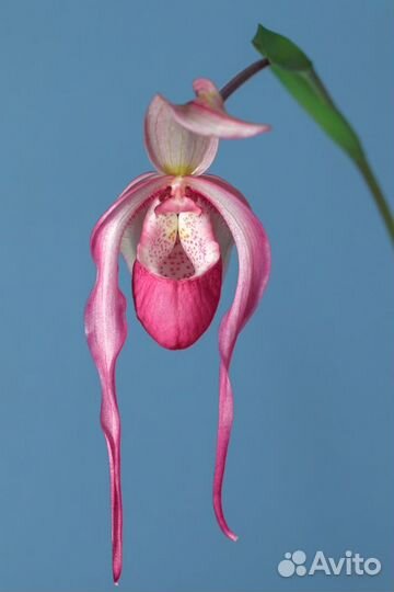 Фрагмипедиум / Phragmipedium Schroderae / орхидеи