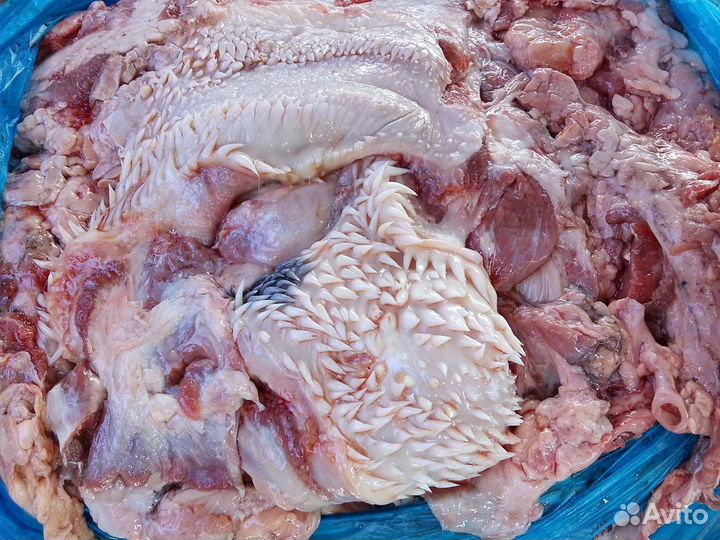 Еда для собак