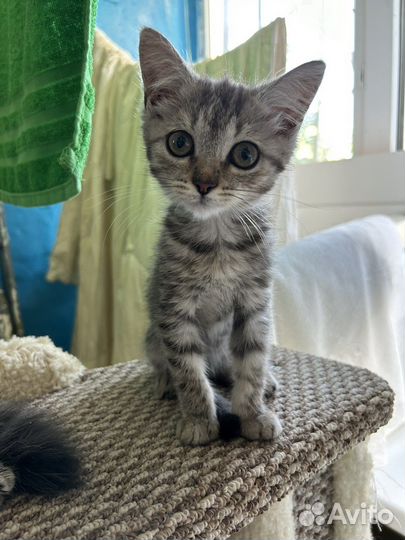 Отдам котенка в добрые руки