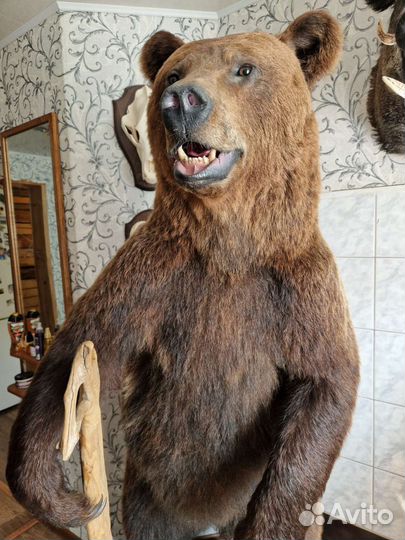 Имитация медведя