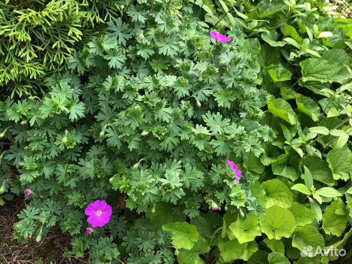 Монстера растение