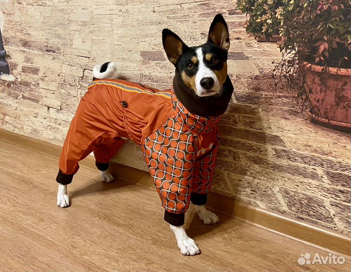 Одежда для басенджи
