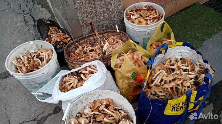 Маринованые грибы опята,маслята