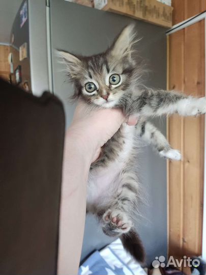 Кошечка в самые добрые руки