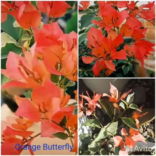 Бугенвиллия