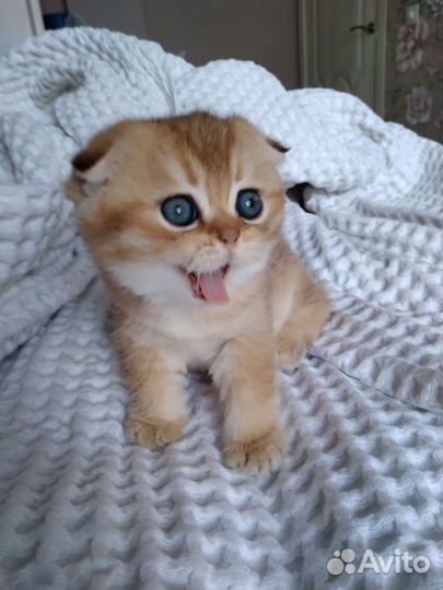 Шотландская золотая шиншилла резерв