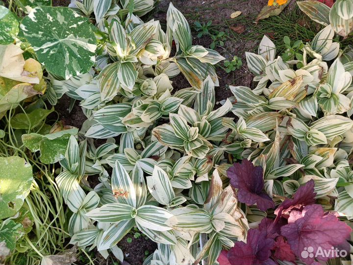 Традесканция