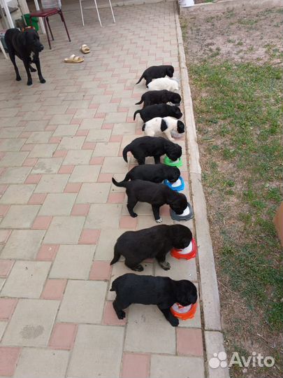 Собаки щенки