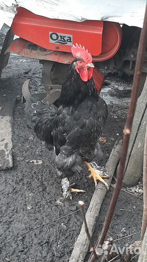 Молодые петухи