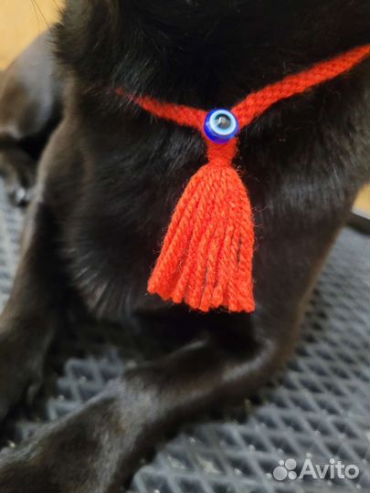 Оберег/амулет для собак/животных
