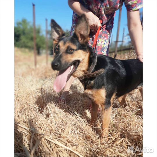 Собака метис овчарки