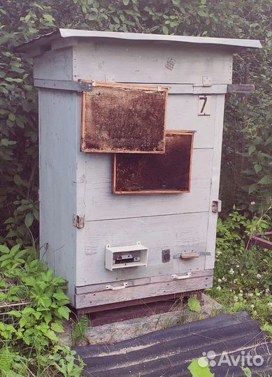 Пчелиный улей