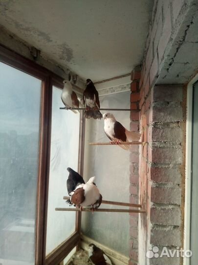 Статные голуби