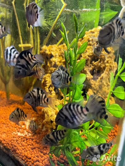 Рыбка сапфировый попугай