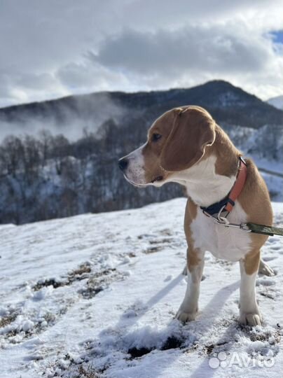 Вязка кобель бигль