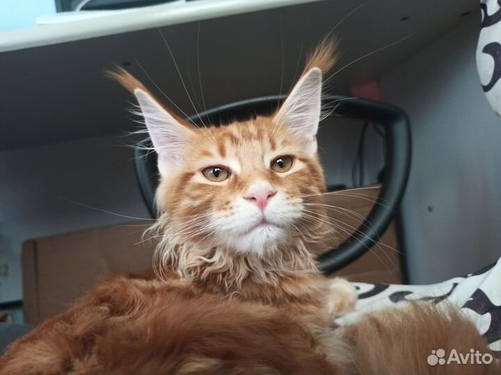 Мейн-кун котенок