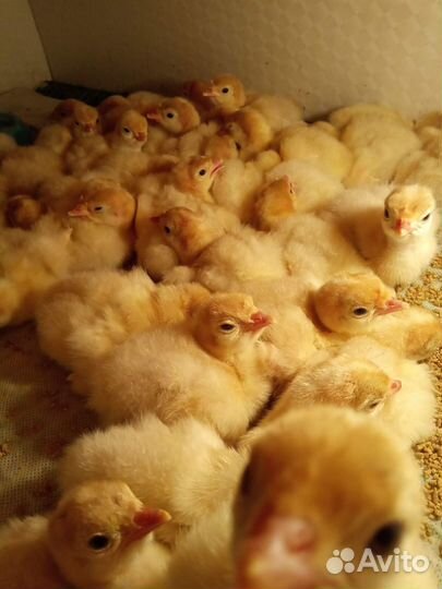 Индюшата биг 6